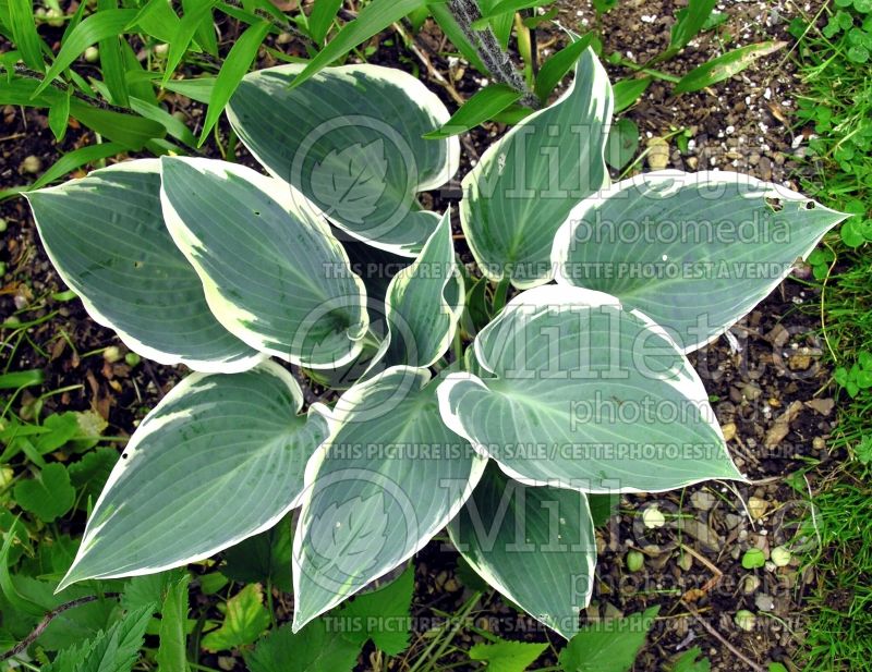 Hosta El Nino (Hosta funkia august lily) 3 