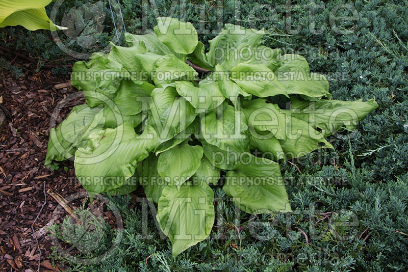 Hosta Embroidery (Hosta funkia august lily) 2 