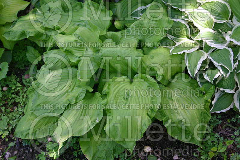 Hosta Embroidery (Hosta funkia august lily) 3 