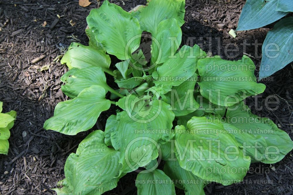 Hosta Embroidery (Hosta funkia august lily) 5 