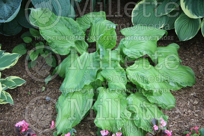 Hosta Embroidery (Hosta funkia august lily) 1 