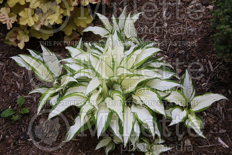 Hosta Emerald Crust (Hosta funkia august lily) 1