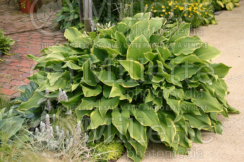 Hosta Emerald Isle (Hosta funkia august lily) 1