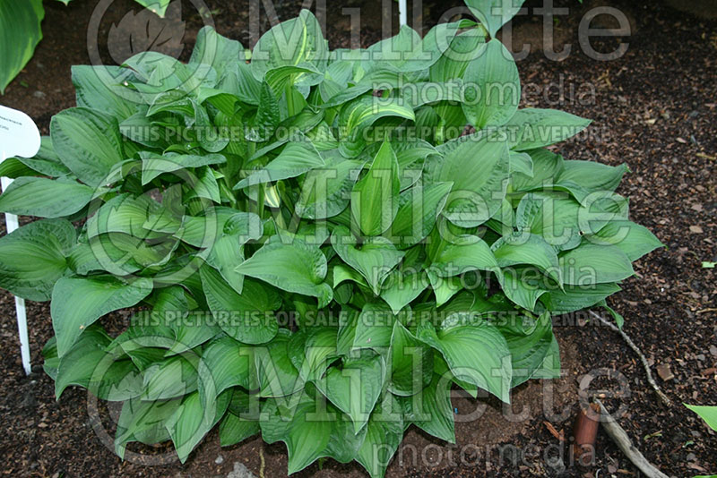 Hosta Emerald Necklace (Hosta funkia august lily)  1