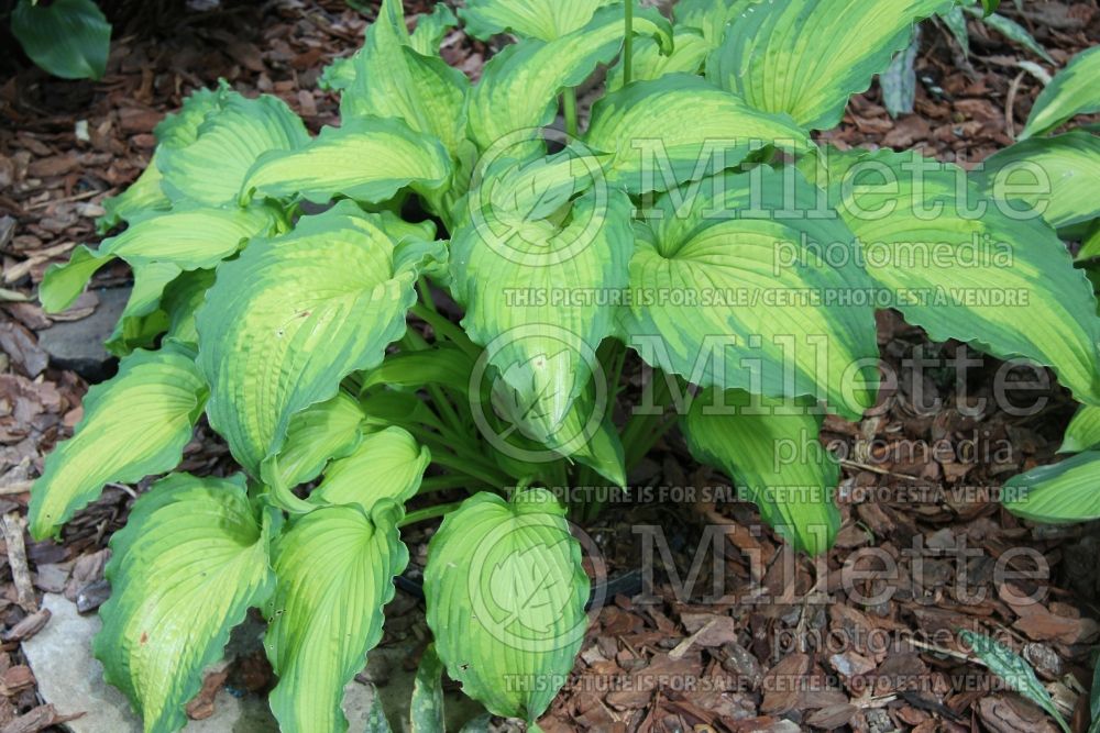 Hosta Emerald Ruff Cut (Hosta funkia august lily) 4