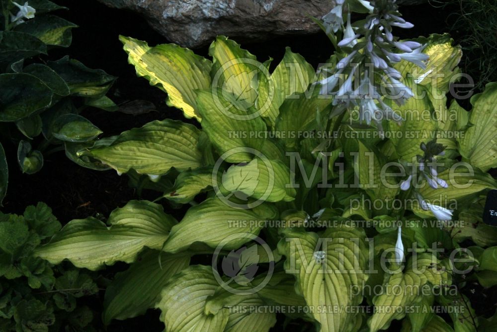 Hosta Emerald Ruff Cut (Hosta funkia august lily) 5