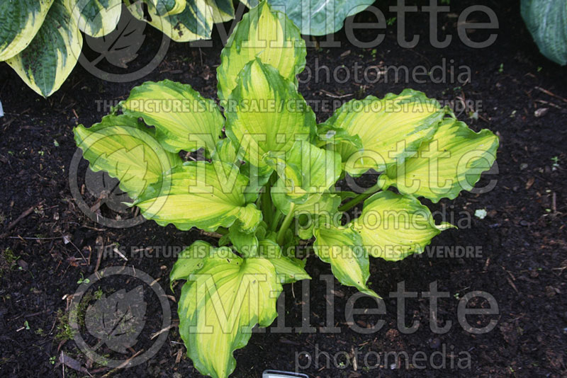 Hosta Emerald Ruff Cut (Hosta funkia august lily) 3