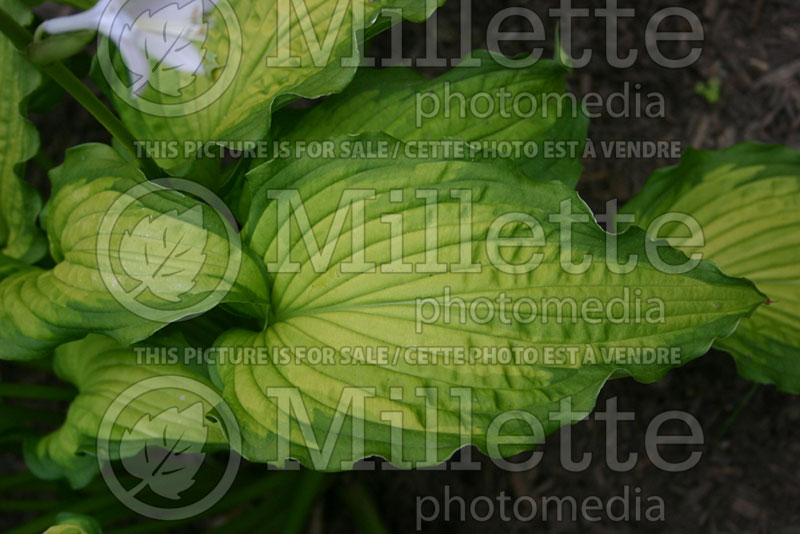 Hosta Emerald Ruff Cut (Hosta funkia august lily) 2