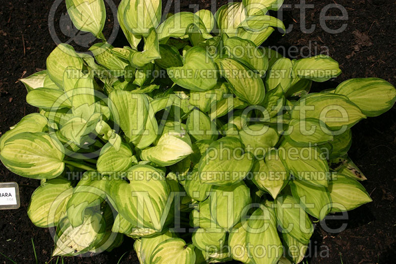 Hosta Emerald Tiara (Hosta funkia august lily) 1