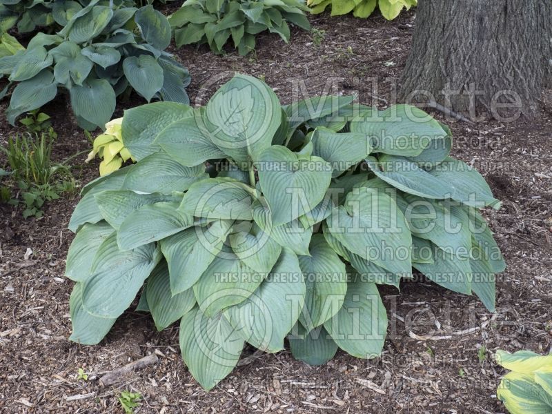 Hosta Empress Wu (Hosta funkia august lily) 6 