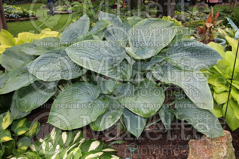 Hosta Empress Wu (Hosta funkia august lily)  2