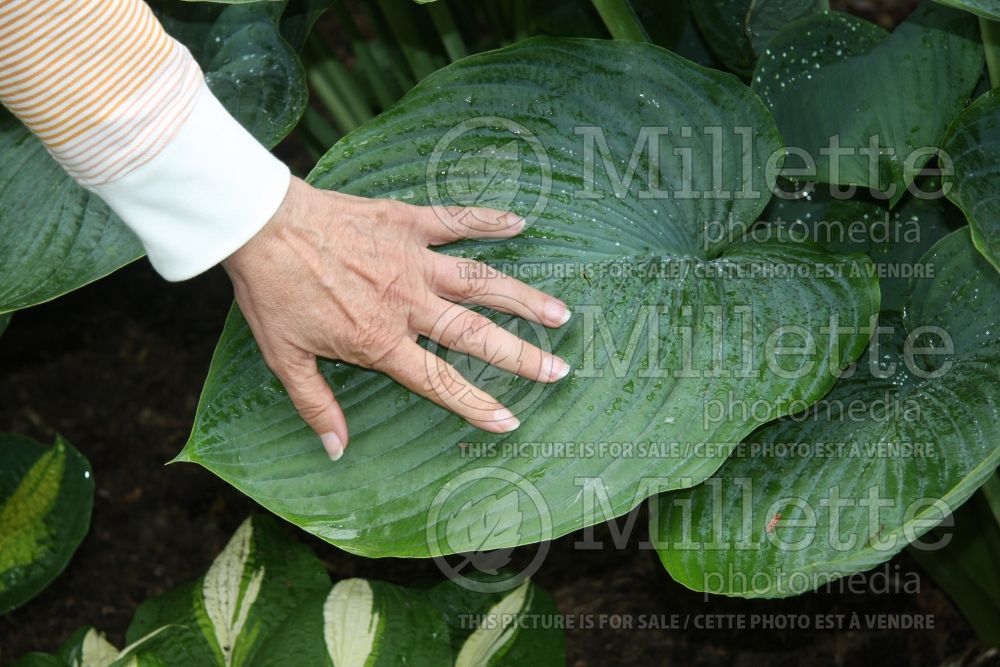 Hosta Empress Wu (Hosta funkia august lily)  1