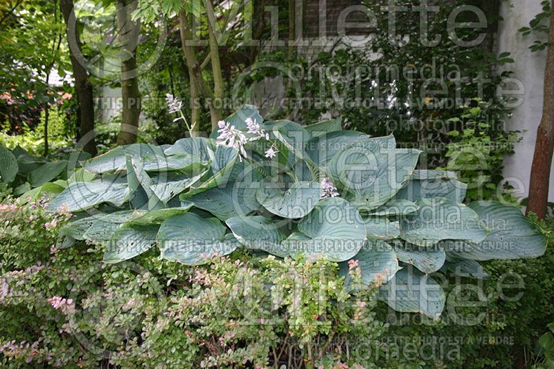 Hosta Empress Wu (Hosta funkia august lily)  3