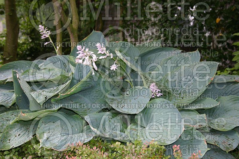 Hosta Empress Wu (Hosta funkia august lily) 4