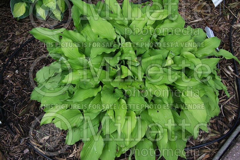 Hosta Eola Salad Bowl (Hosta funkia august lily) 1