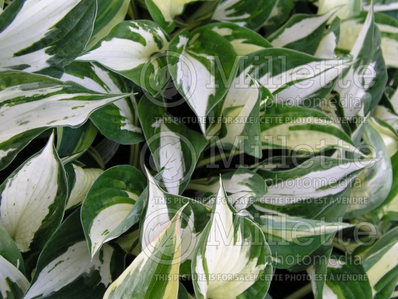 Hosta Eternal Flame (Hosta funkia august lily) 1 