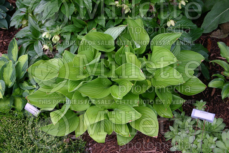 Hosta Eternity (Hosta funkia august lily) 1 