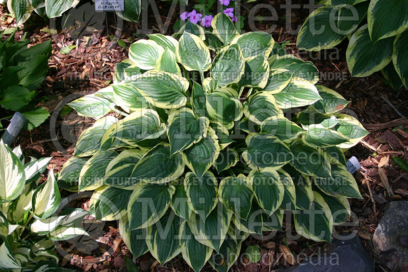 Hosta Everlasting Love (Hosta funkia august lily) 1