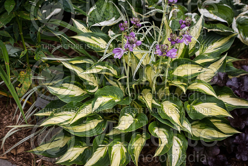 Hosta Extasy (Hosta funkia august lily)  1