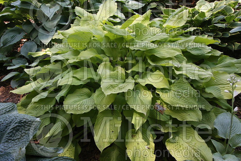 Hosta Eye Catcher (Hosta funkia august lily) 1