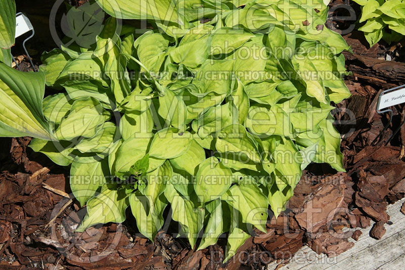 Hosta Faithful Heart (Hosta funkia august lily) 1