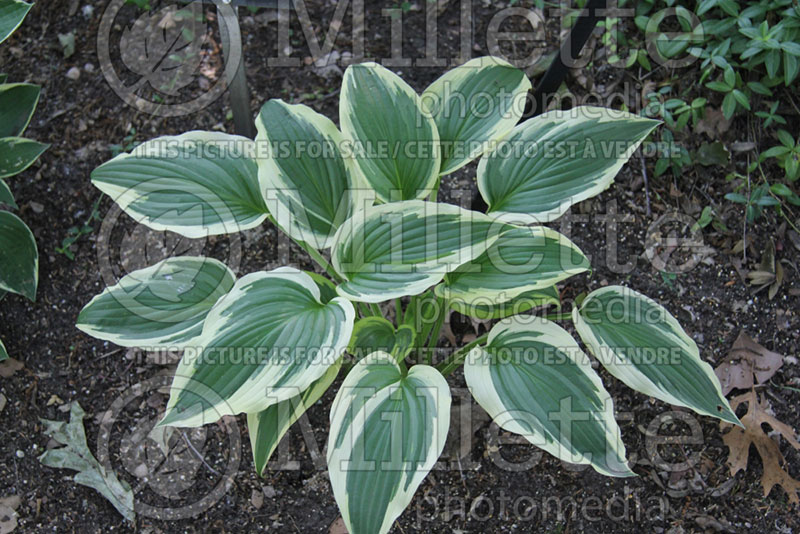 Hosta Fantabulous (Hosta funkia august lily)  1