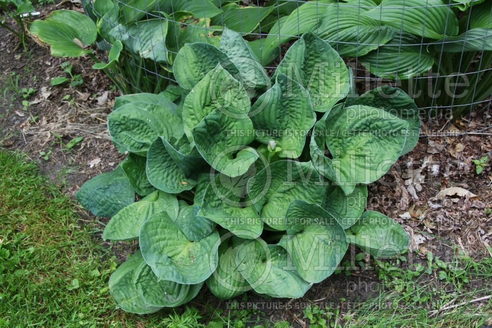 Hosta Fantastic (Hosta funkia august lily) 1 