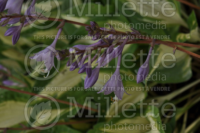 Hosta Fantasy Island (Hosta funkia august lily) 6 