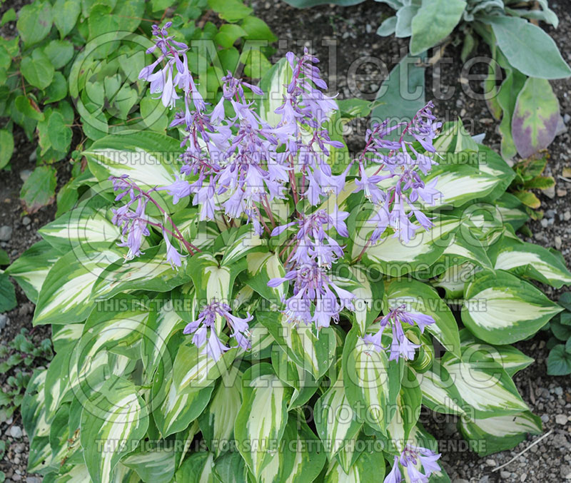 Hosta Fantasy Island (Hosta funkia august lily) 1 