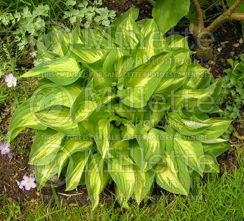 Hosta Fantasy Island (Hosta funkia august lily) 2 