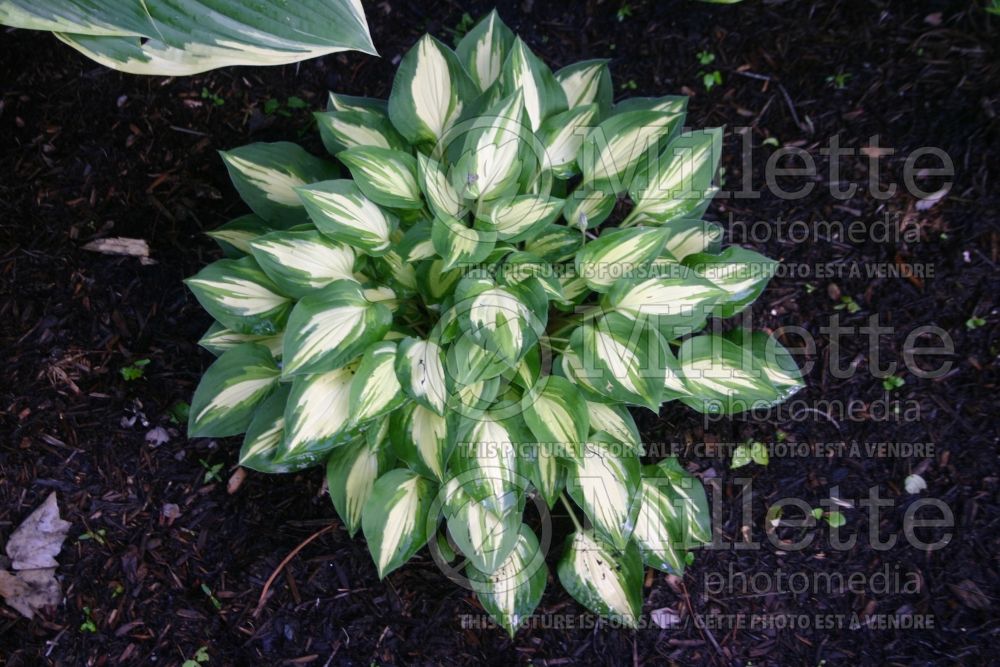 Hosta Fantasy Island (Hosta funkia august lily) 3 