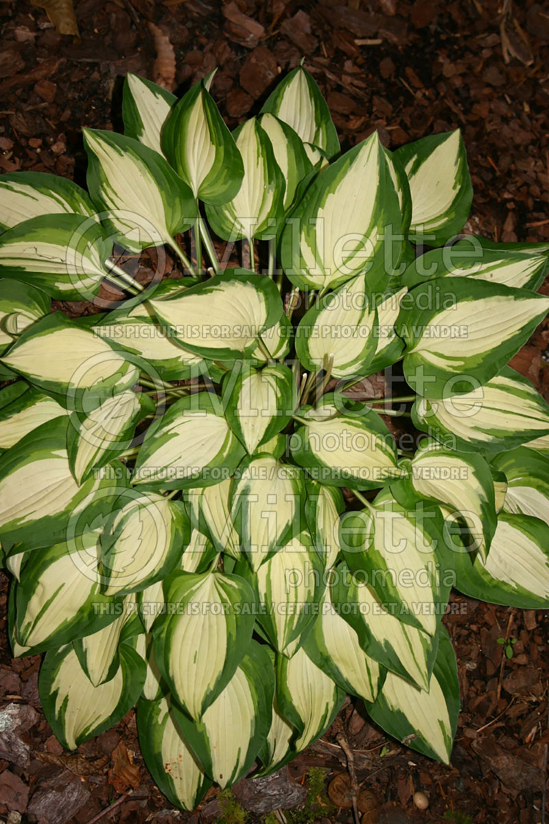 Hosta Fantasy Island (Hosta funkia august lily) 4 