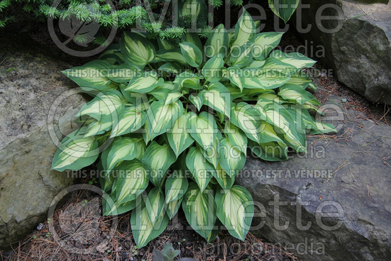 Hosta Fantasy Island (Hosta funkia august lily) 7 