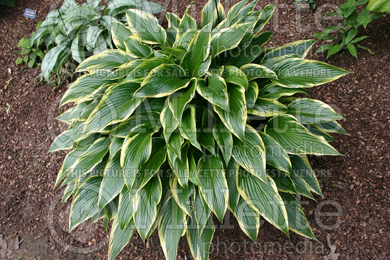 Hosta Fatal Attraction (Hosta funkia august lily) 1