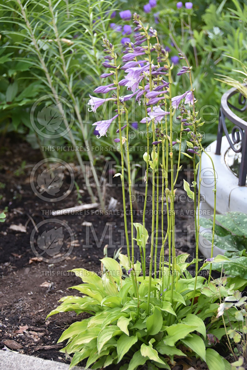 Hosta Feather Boa (Hosta funkia august lily) 1