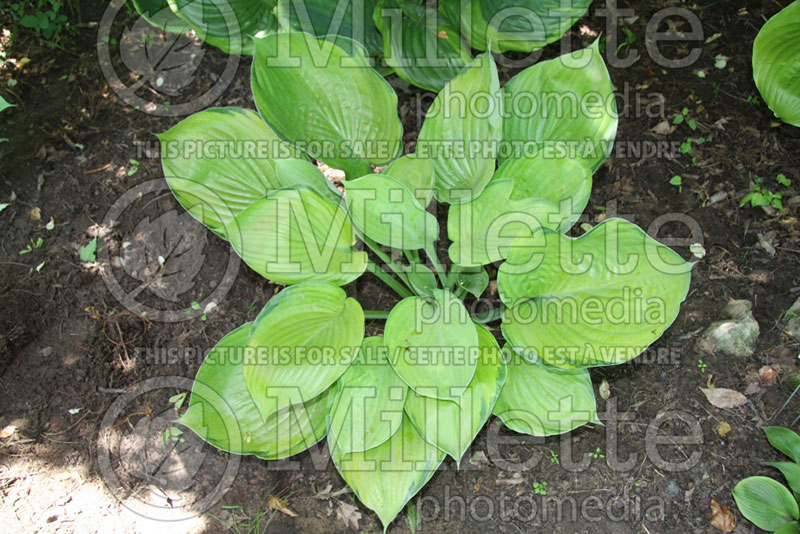 Hosta Final Summation (Hosta funkia august lily) 1