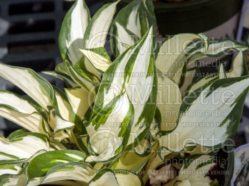 Hosta Fire and Ice (Hosta funkia august lily) 3 