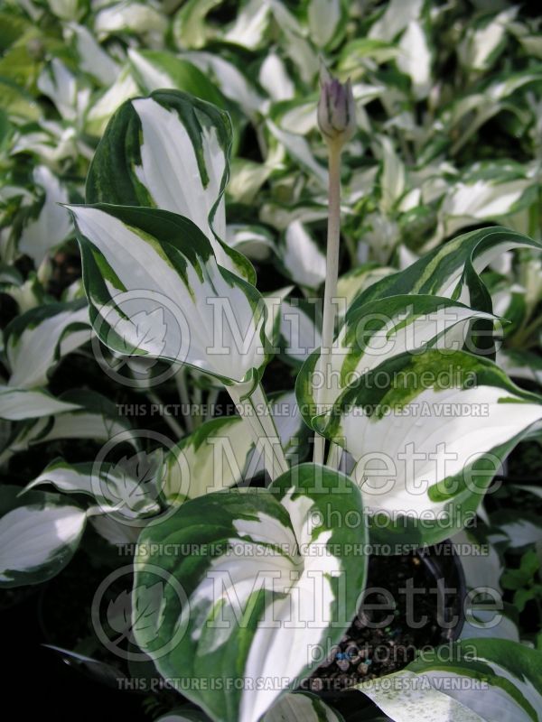 Hosta Fire and Ice (Hosta funkia august lily) 2 