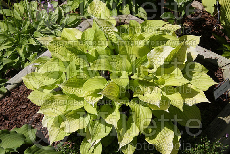 Hosta Fire Island (Hosta funkia august lily) 1. 