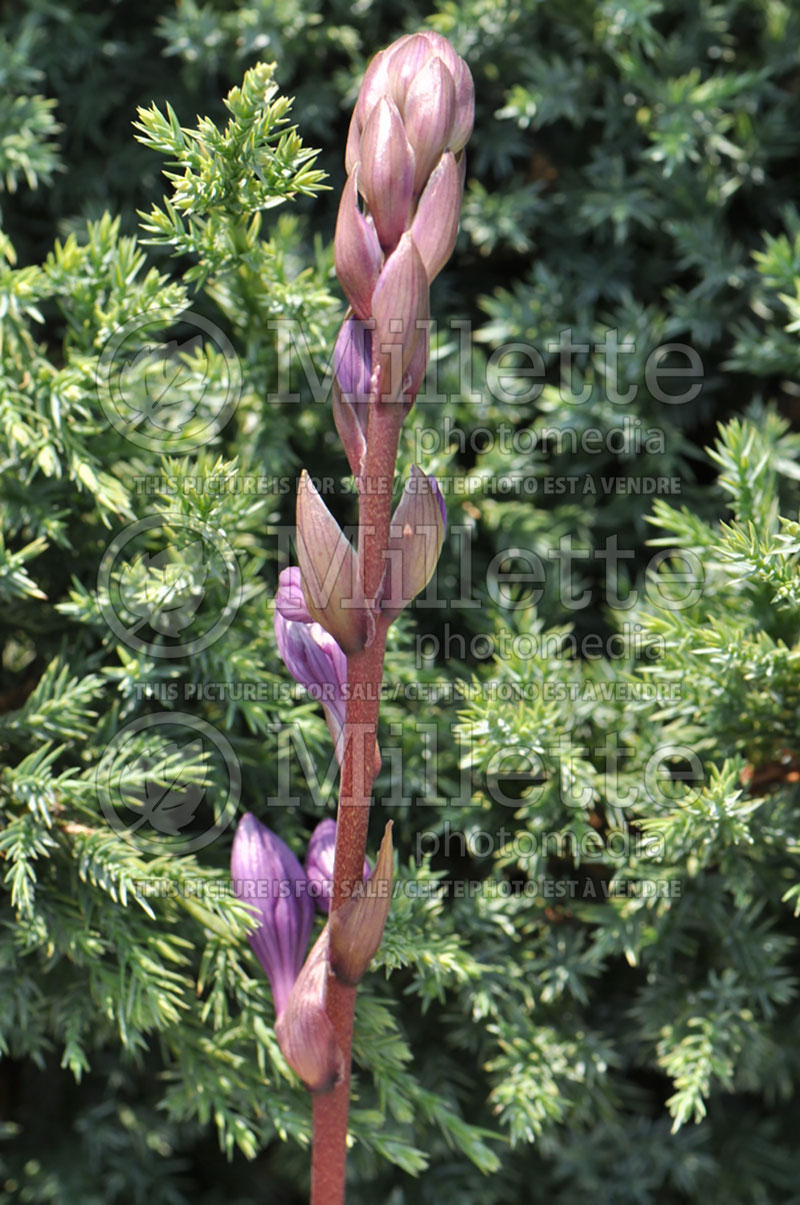 Hosta Fire Island (Hosta funkia august lily) 2