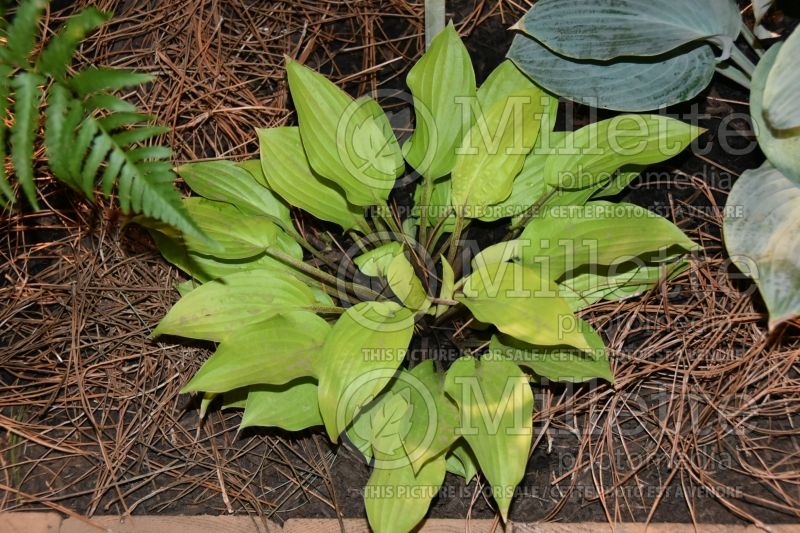 Hosta Fire Island (Hosta funkia august lily) 4