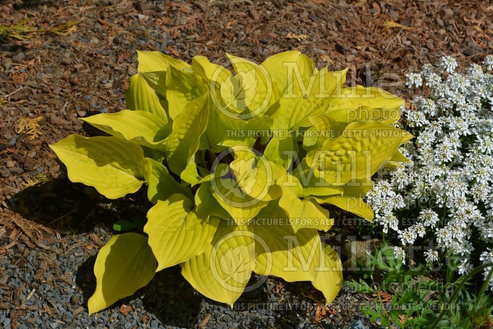 Hosta Fire Island (Hosta funkia august lily) 3