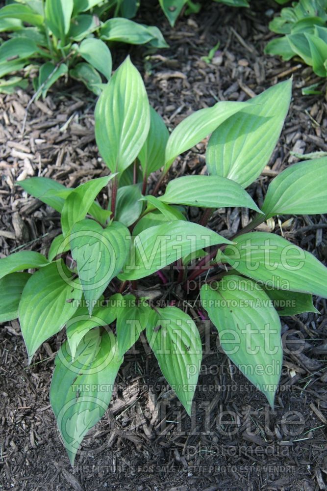 Hosta First Blush (Hosta funkia august lily) 2