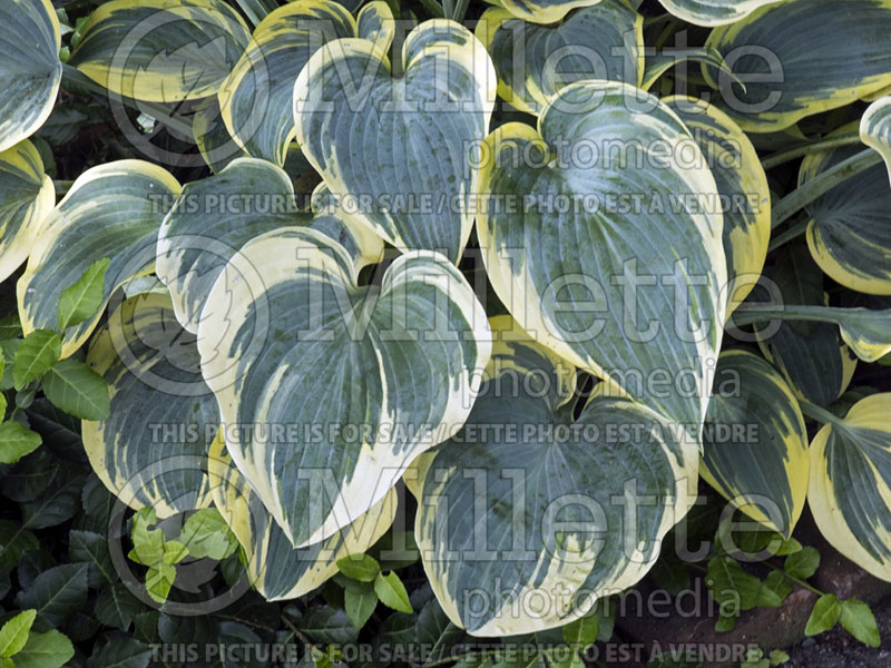 Hosta First Frost (Hosta funkia august lily) 4