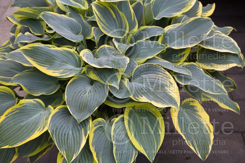 Hosta First Frost (Hosta funkia august lily) 5