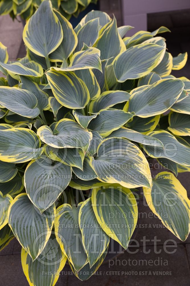 Hosta First Frost (Hosta funkia august lily) 6