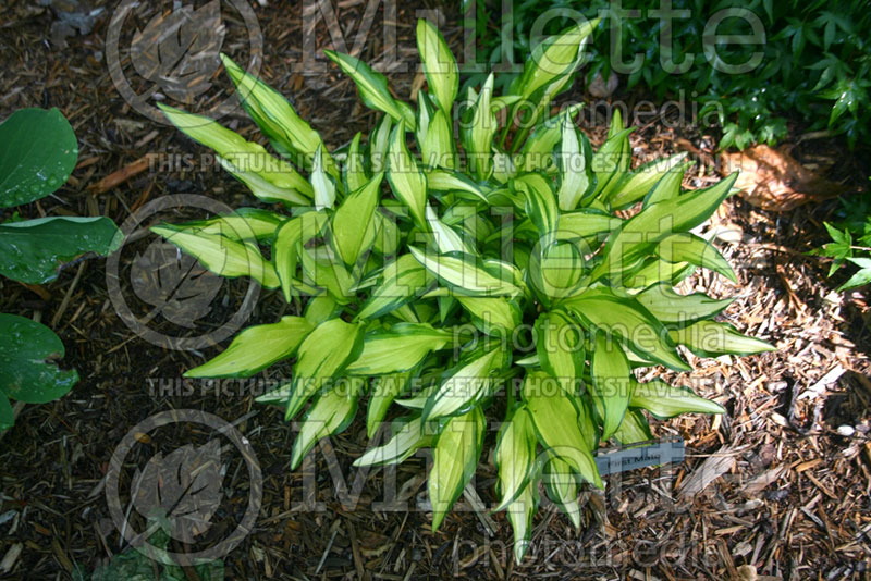 Hosta First Mate (Hosta funkia august lily) 3 