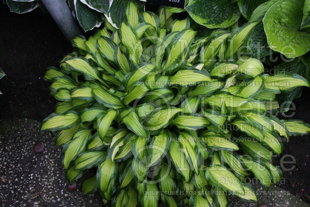 Hosta First Mate (Hosta funkia august lily) 2 