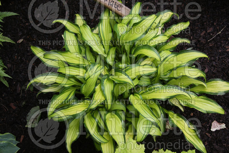 Hosta First Mate (Hosta funkia august lily) 1 