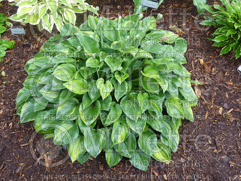 Hosta Flash Dance (Hosta funkia august lily)  1